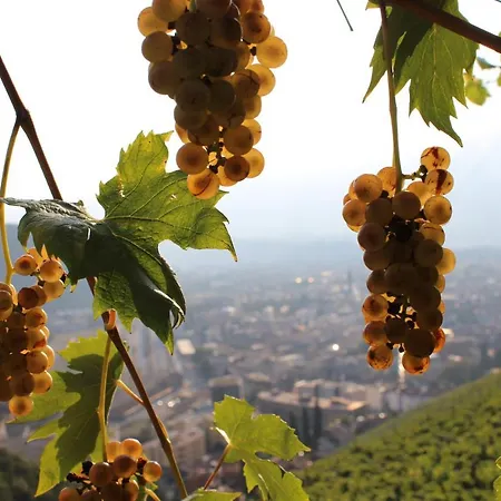 Weingut Eberlehof 公寓 博尔扎诺